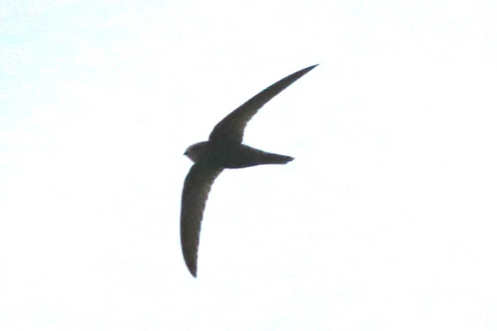 swift sp. - ML634607071