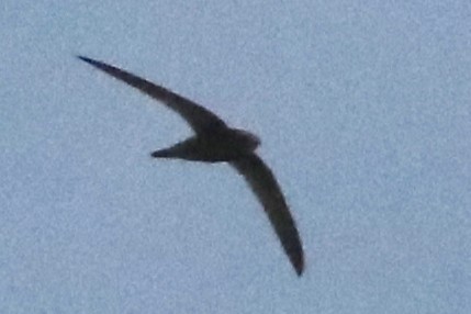 swift sp. - ML634607072