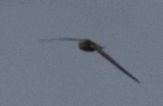 swift sp. - ML634607073