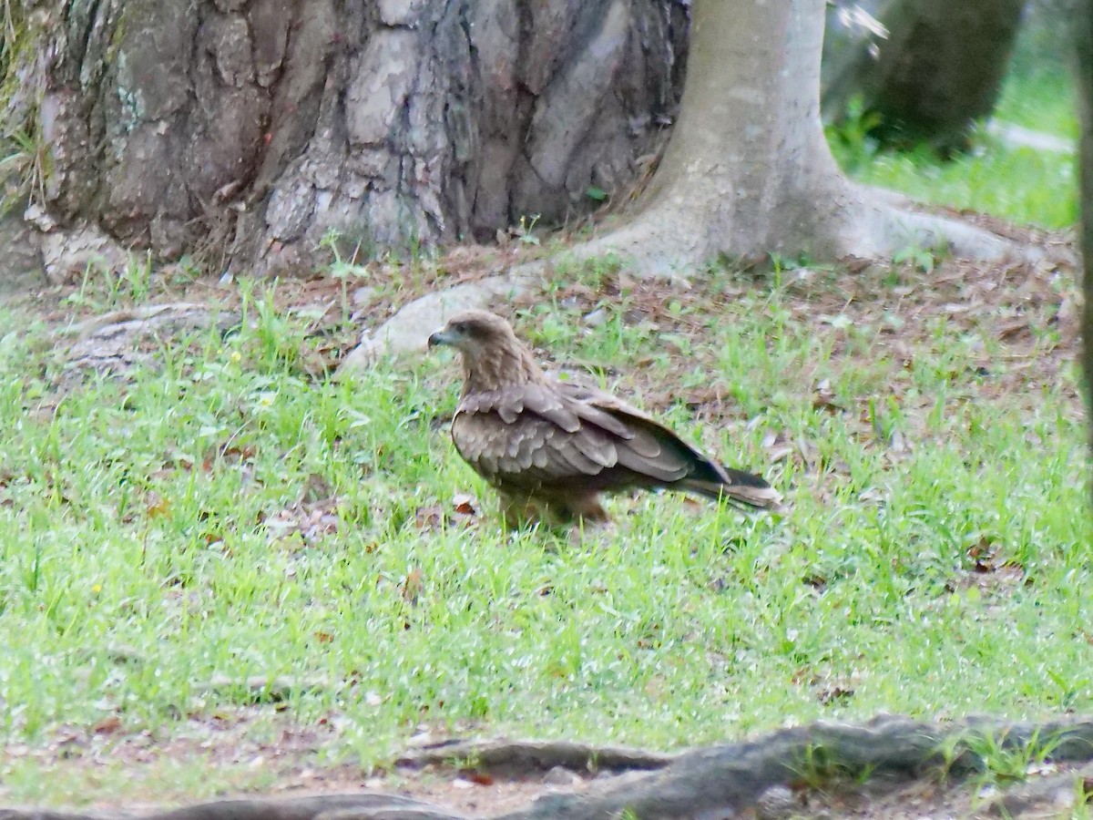 Black Kite - ML634607195