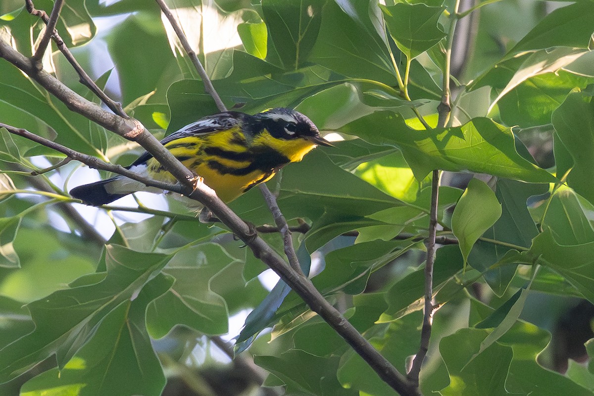 Magnolia Warbler - ML634607334