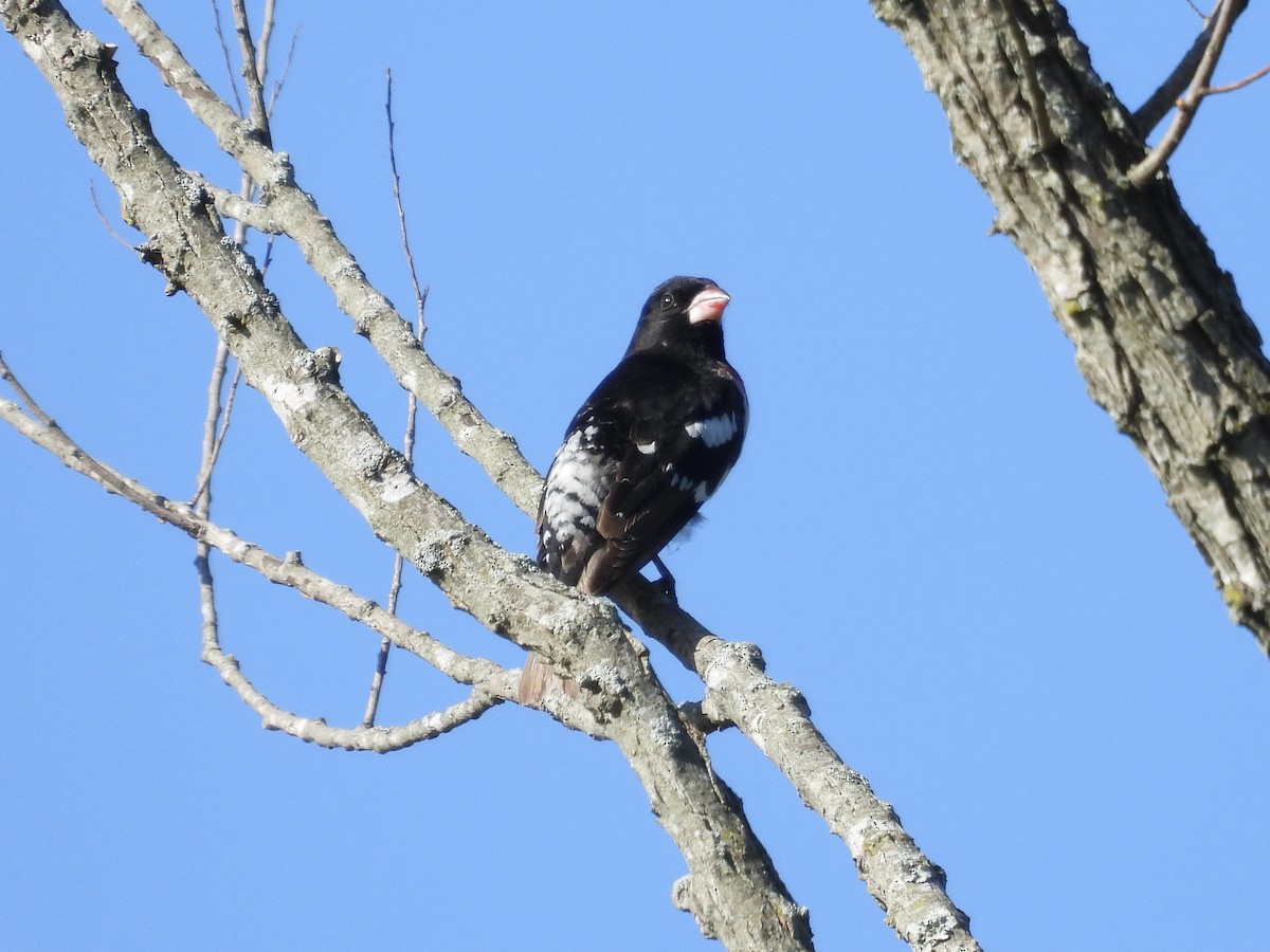 Rose-breasted Grosbeak - ML634607621