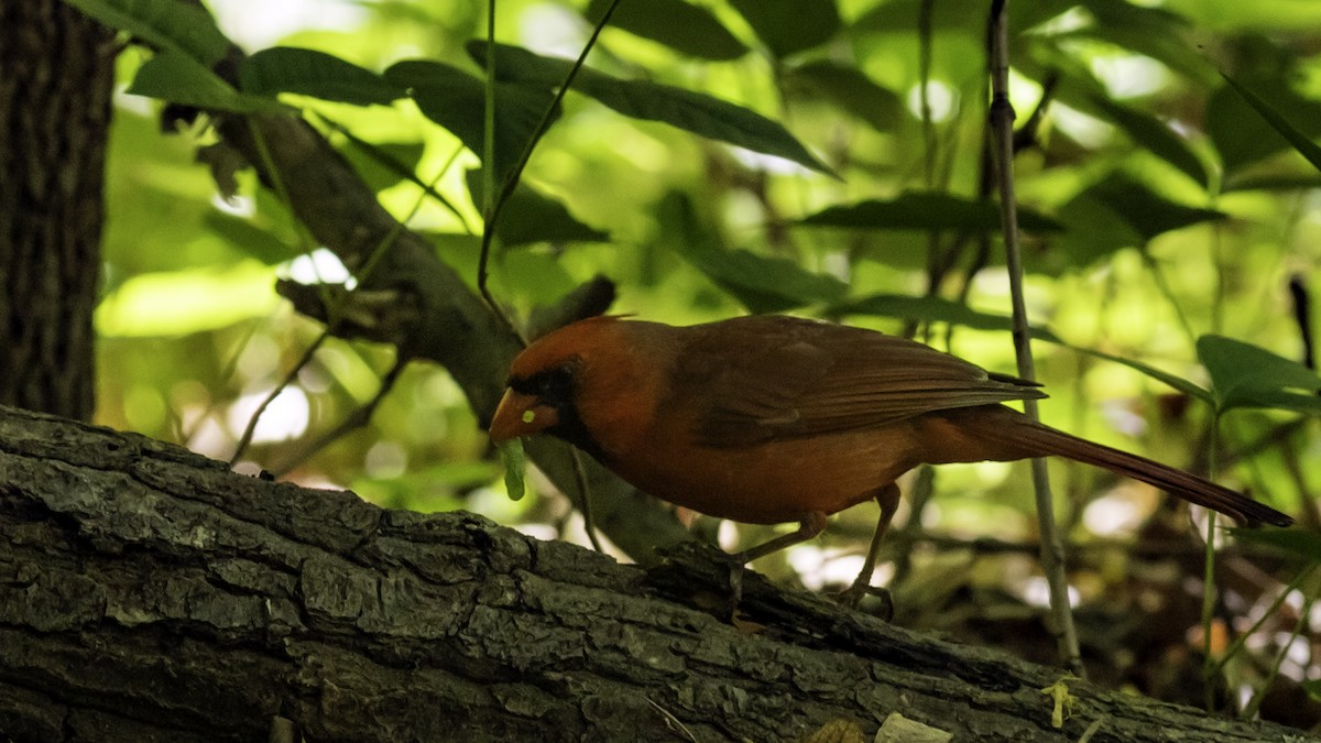 Northern Cardinal - ML634607685