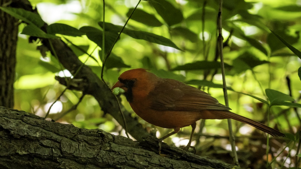 Northern Cardinal - ML634607689