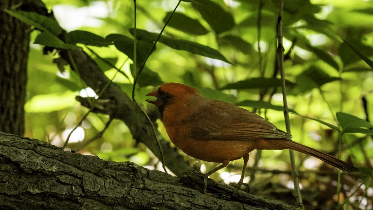 Northern Cardinal - ML634607694