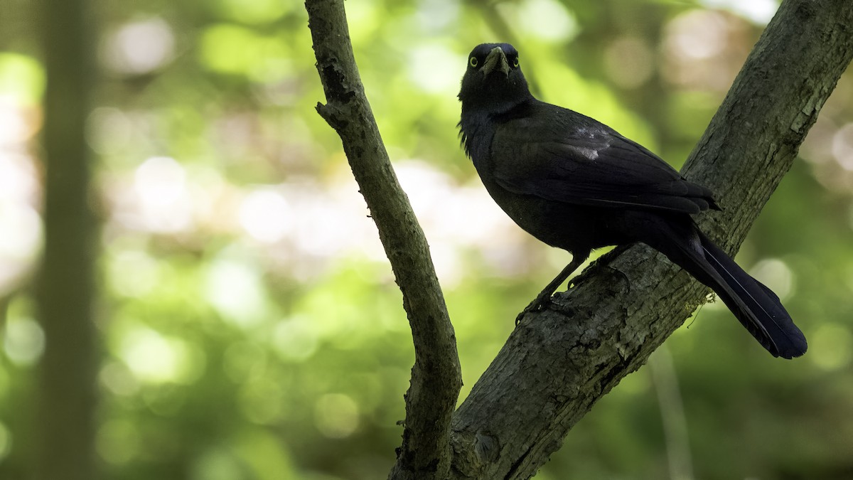 Common Grackle - ML634607761