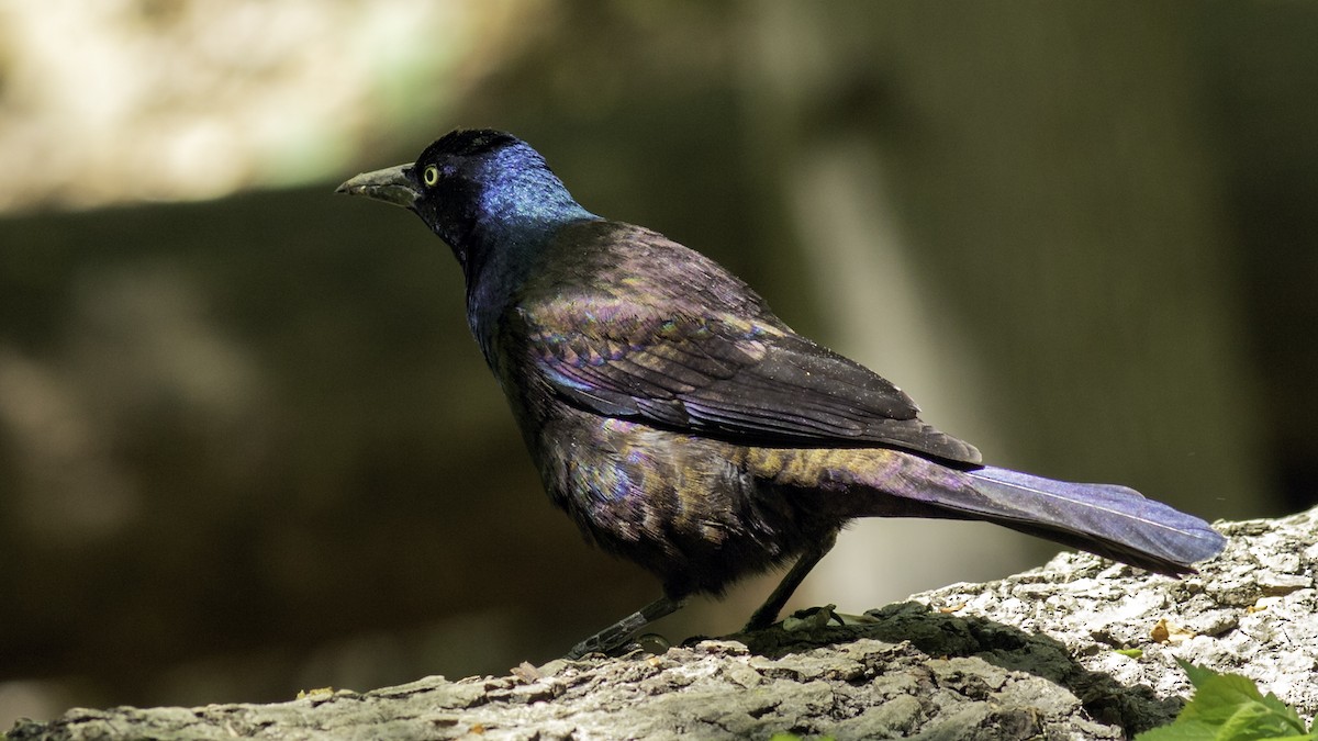 Common Grackle - ML634607768