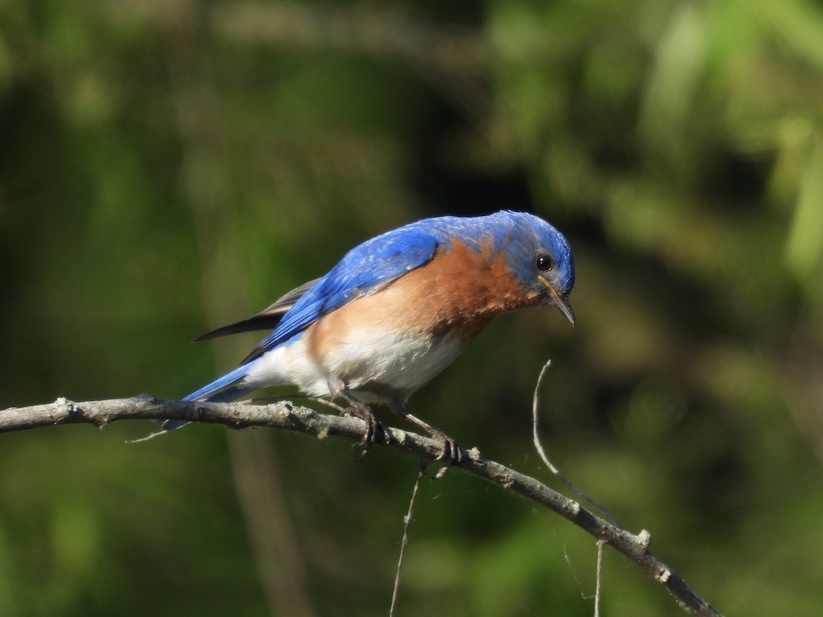 Eastern Bluebird - ML634607772
