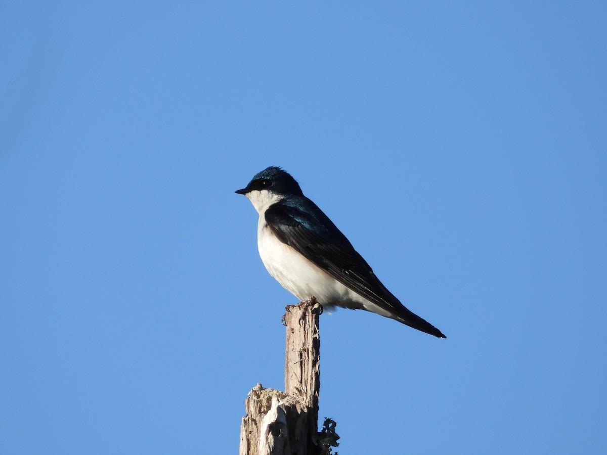 Tree Swallow - ML634607812