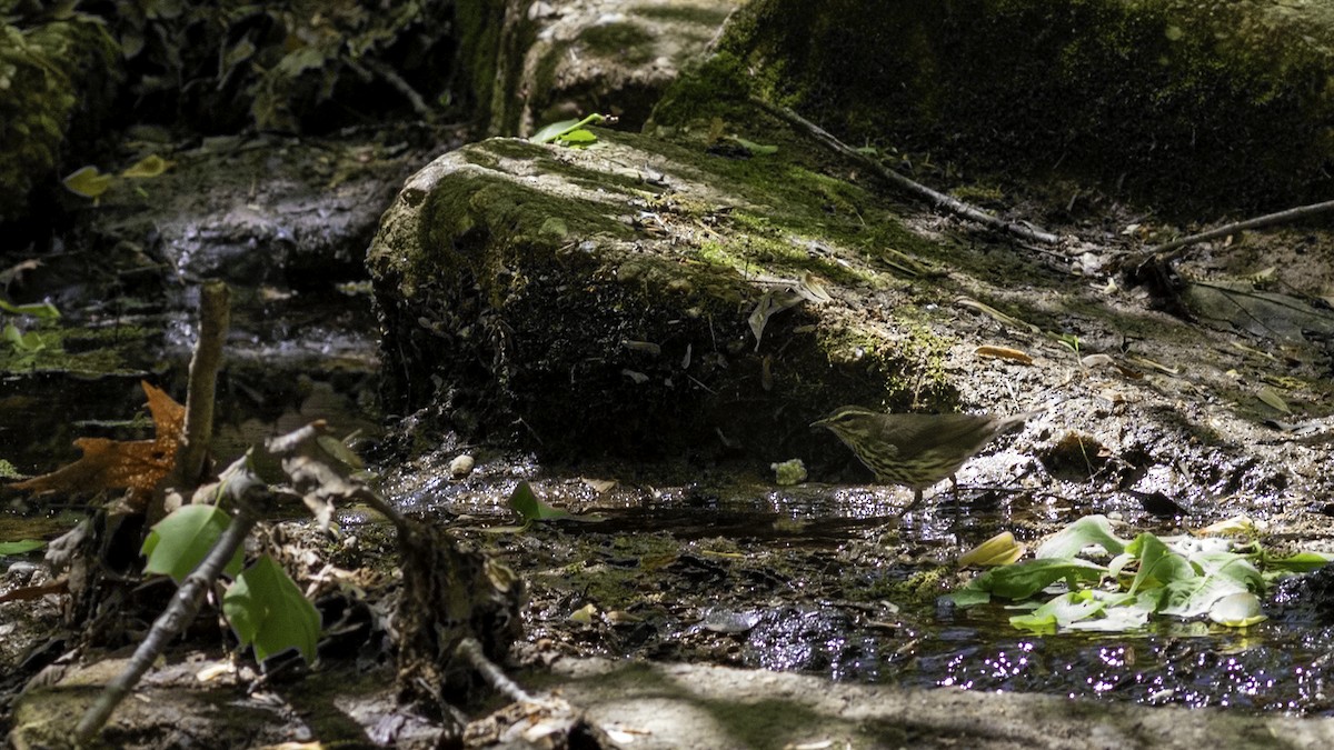 Northern Waterthrush - ML634607825