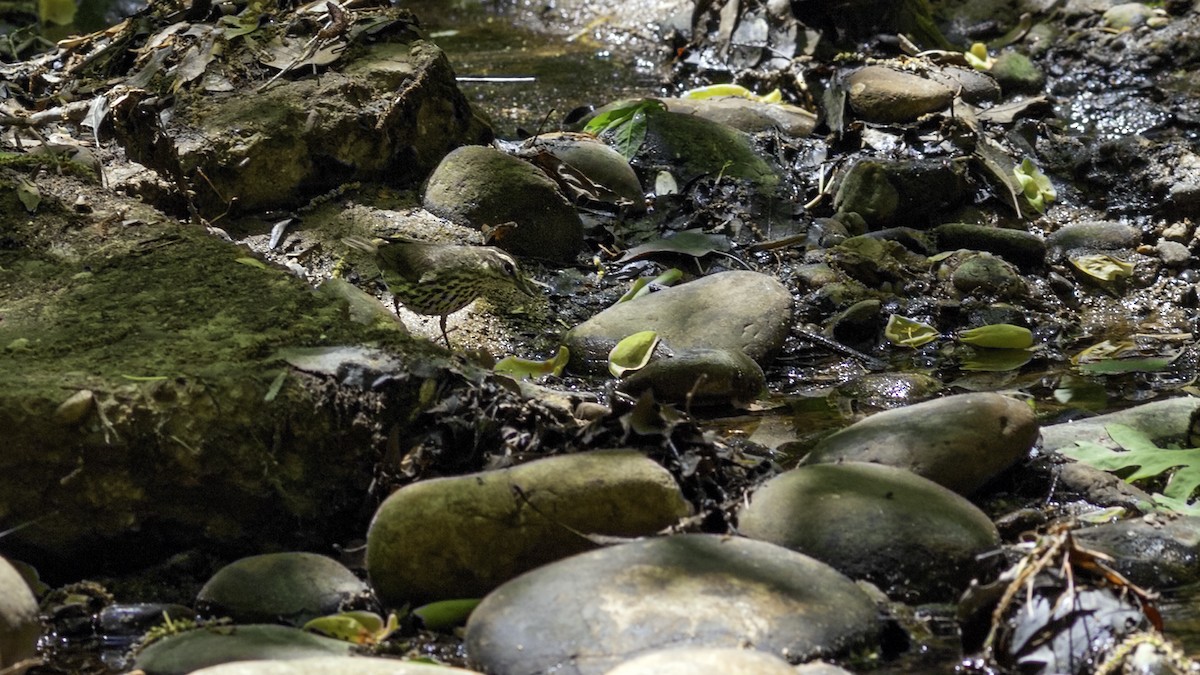 Northern Waterthrush - ML634607826