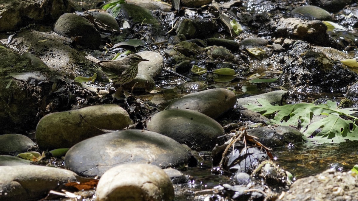 Northern Waterthrush - ML634607830