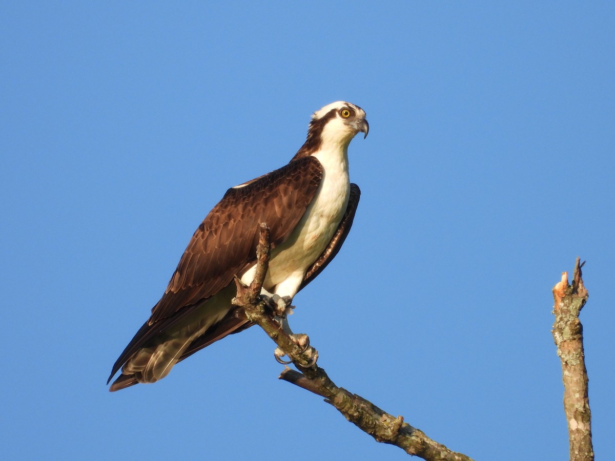 Osprey - ML634607831