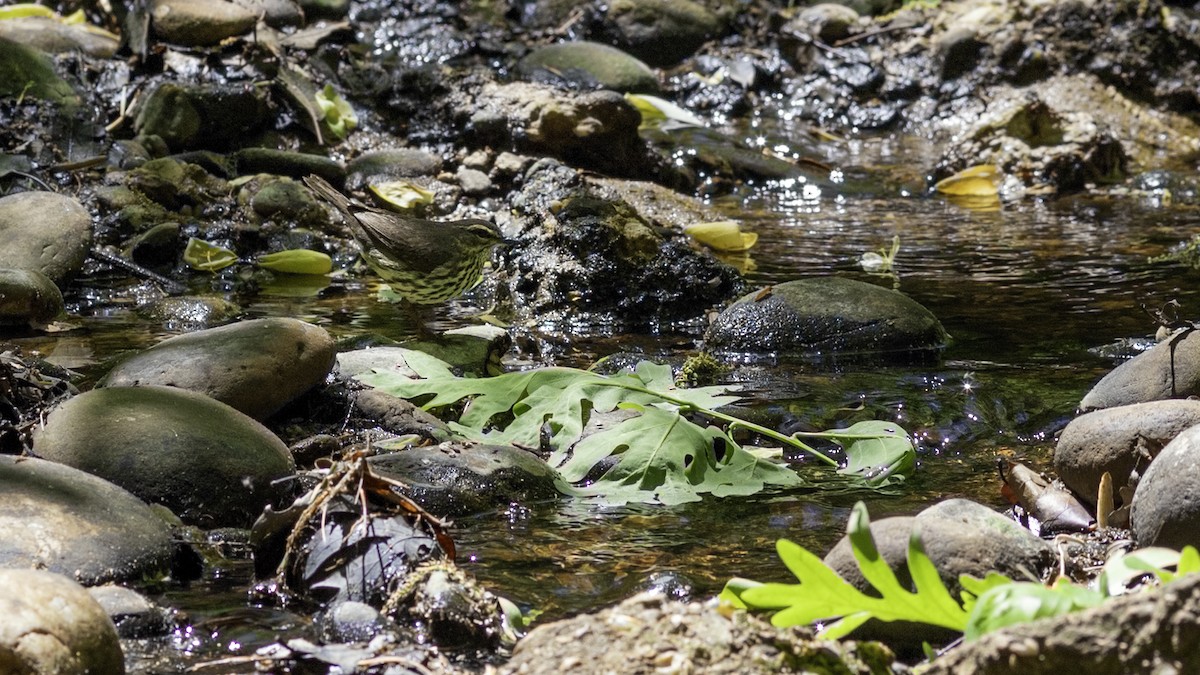 Northern Waterthrush - ML634607832