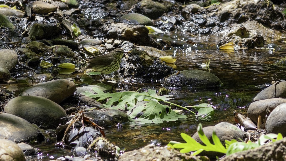 Northern Waterthrush - ML634607838