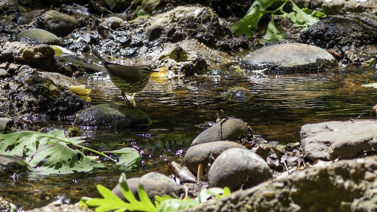 Northern Waterthrush - ML634607844