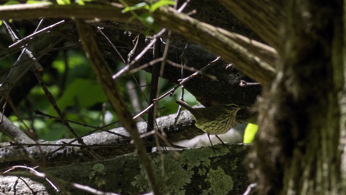 Northern Waterthrush - ML634607847