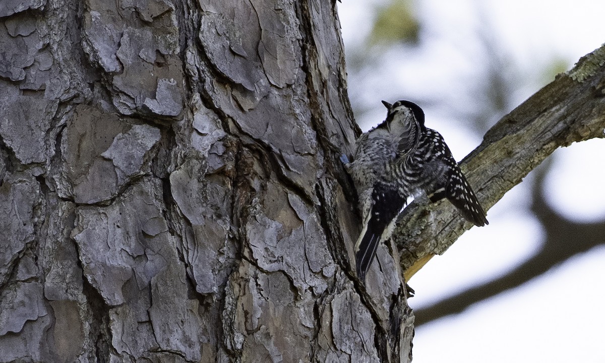 kvaespett - ML634607857