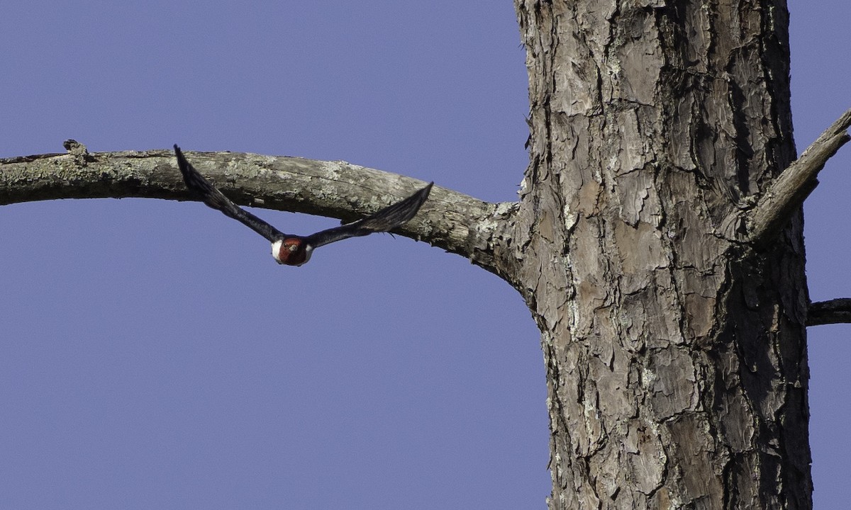 rødhodespett - ML634607879