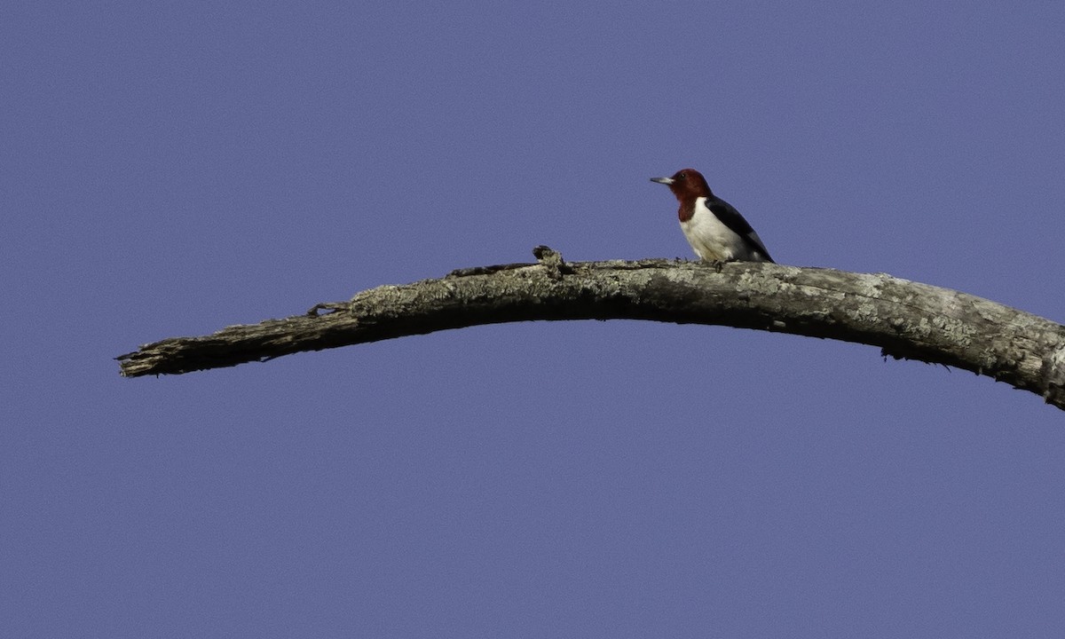 rødhodespett - ML634607880