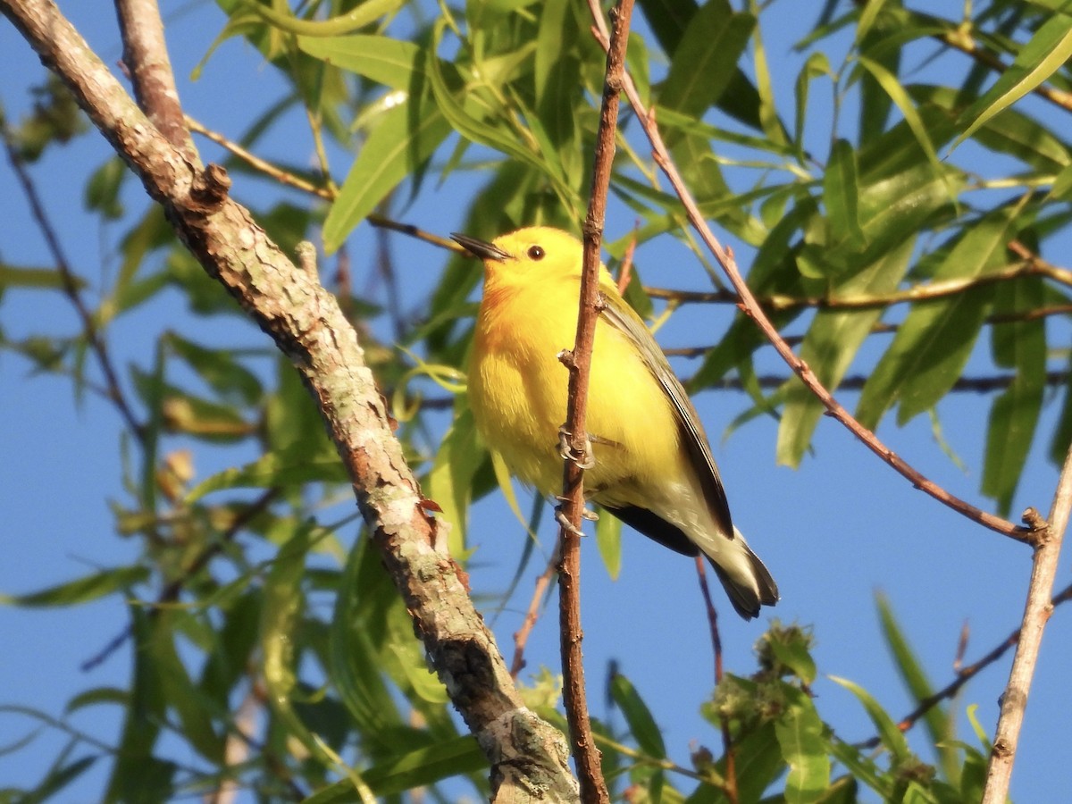 Prothonotary Warbler - ML634607883