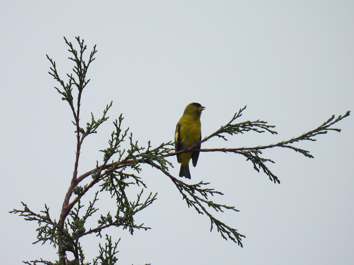 Andean Siskin - ML634607901