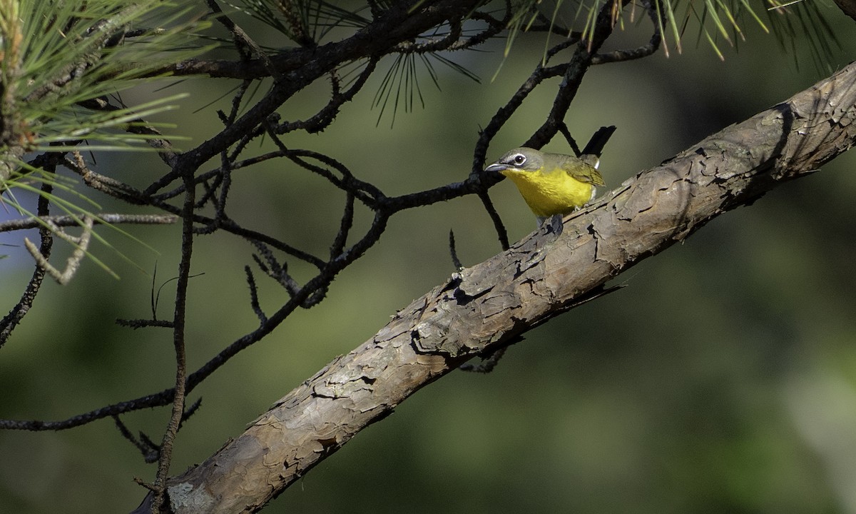 gulbrystparula - ML634607918