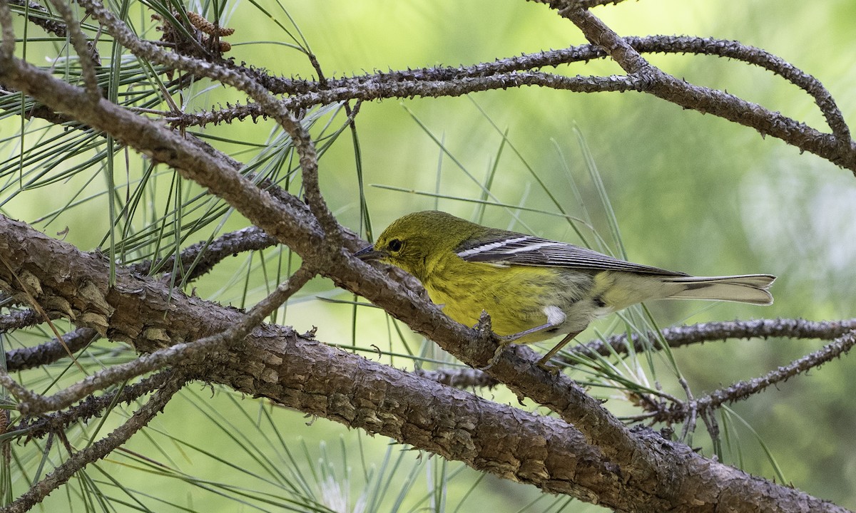 furuparula - ML634607923