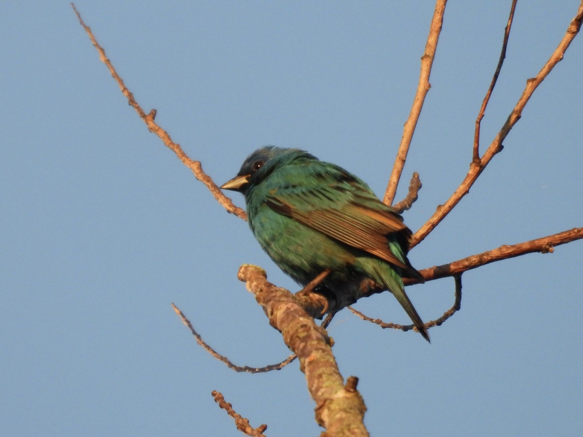 Indigo Bunting - ML634607934