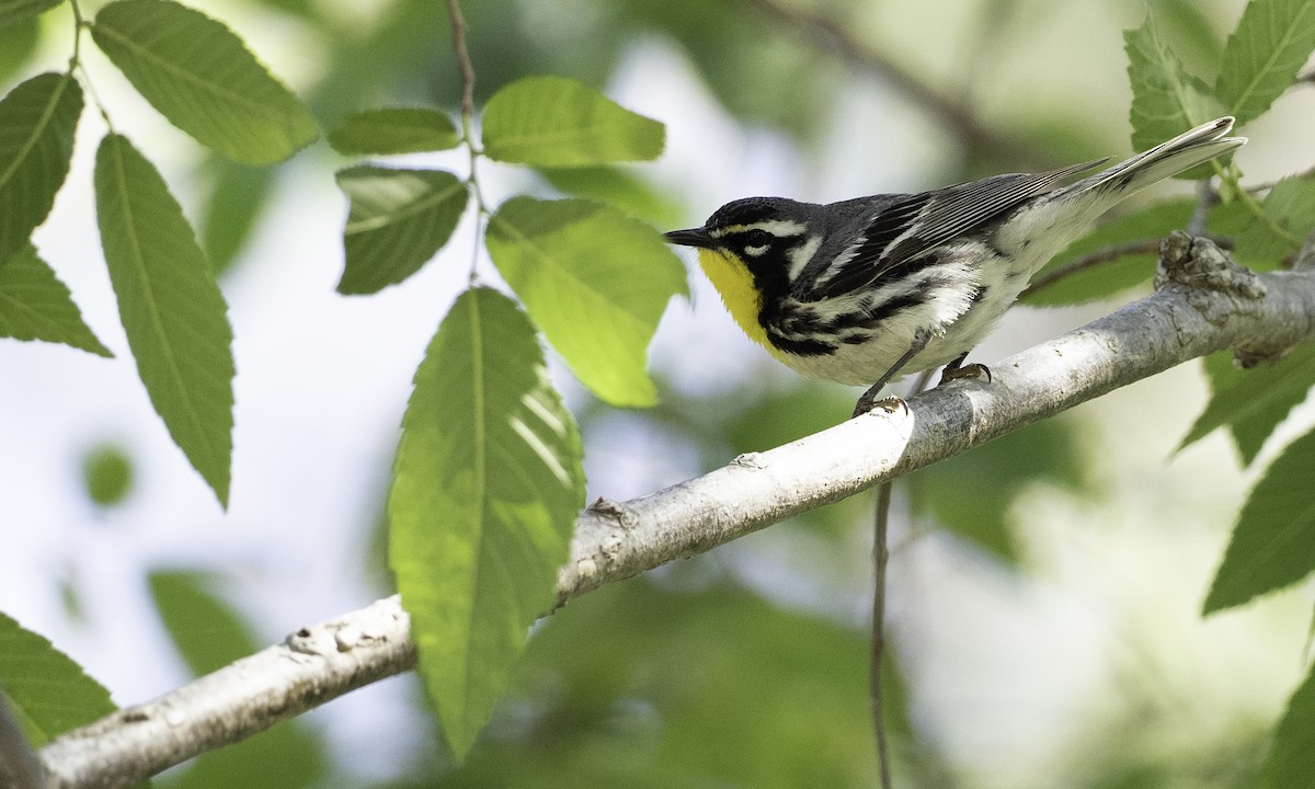 gulstrupeparula - ML634607935