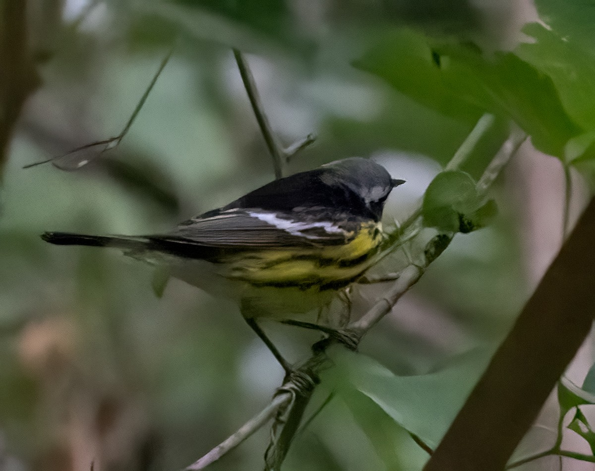 Magnolia Warbler - ML634608311