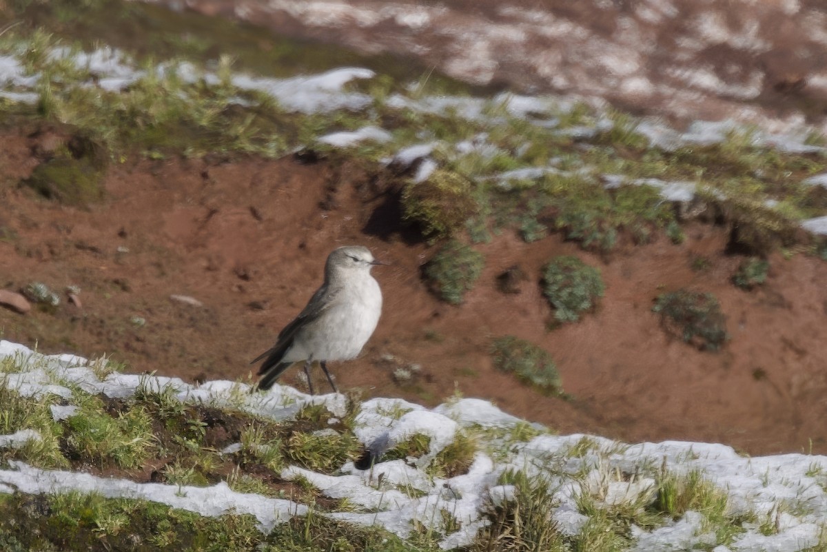 Ochre-naped Ground-Tyrant - ML634608665