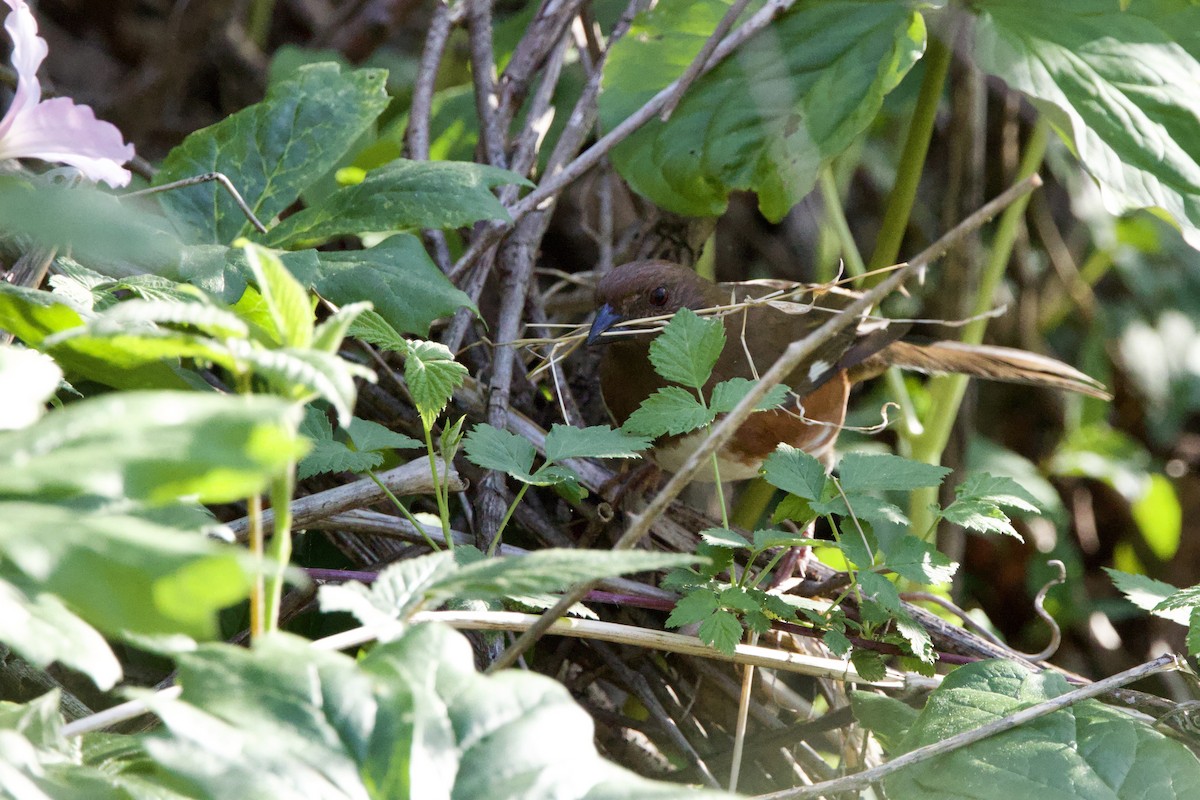 Eastern Towhee - Steve Bielamowicz