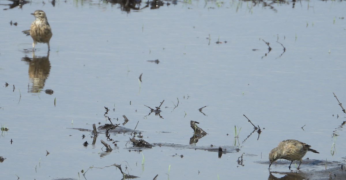 eBird Checklist - 28 Apr 2025 - Libon rd fuddle - 3 species