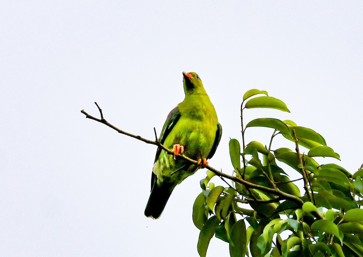 African Green-Pigeon - ML634608897