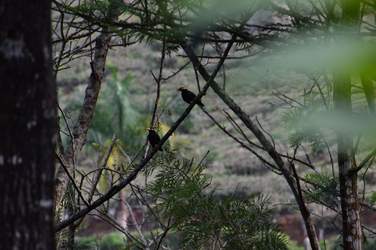 Southern Hill Myna - ML634608952