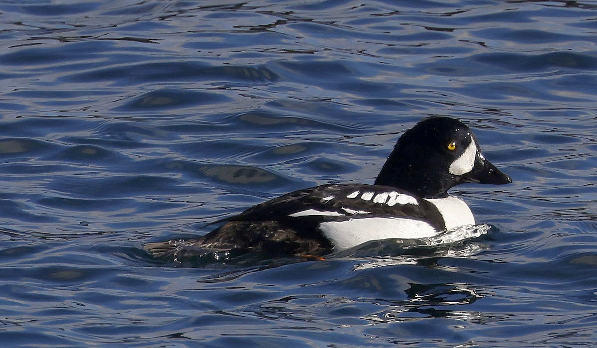 Barrow's Goldeneye - ML634609107
