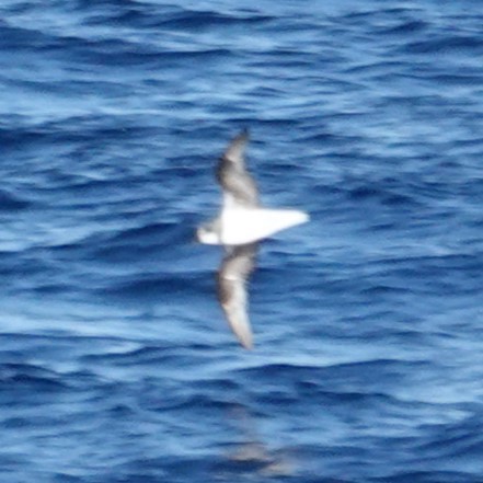Atlantic Petrel - ML634609108
