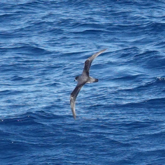 Atlantic Petrel - ML634609109