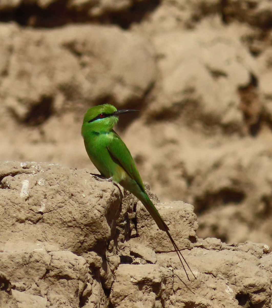 African Green Bee-eater - ML634609131
