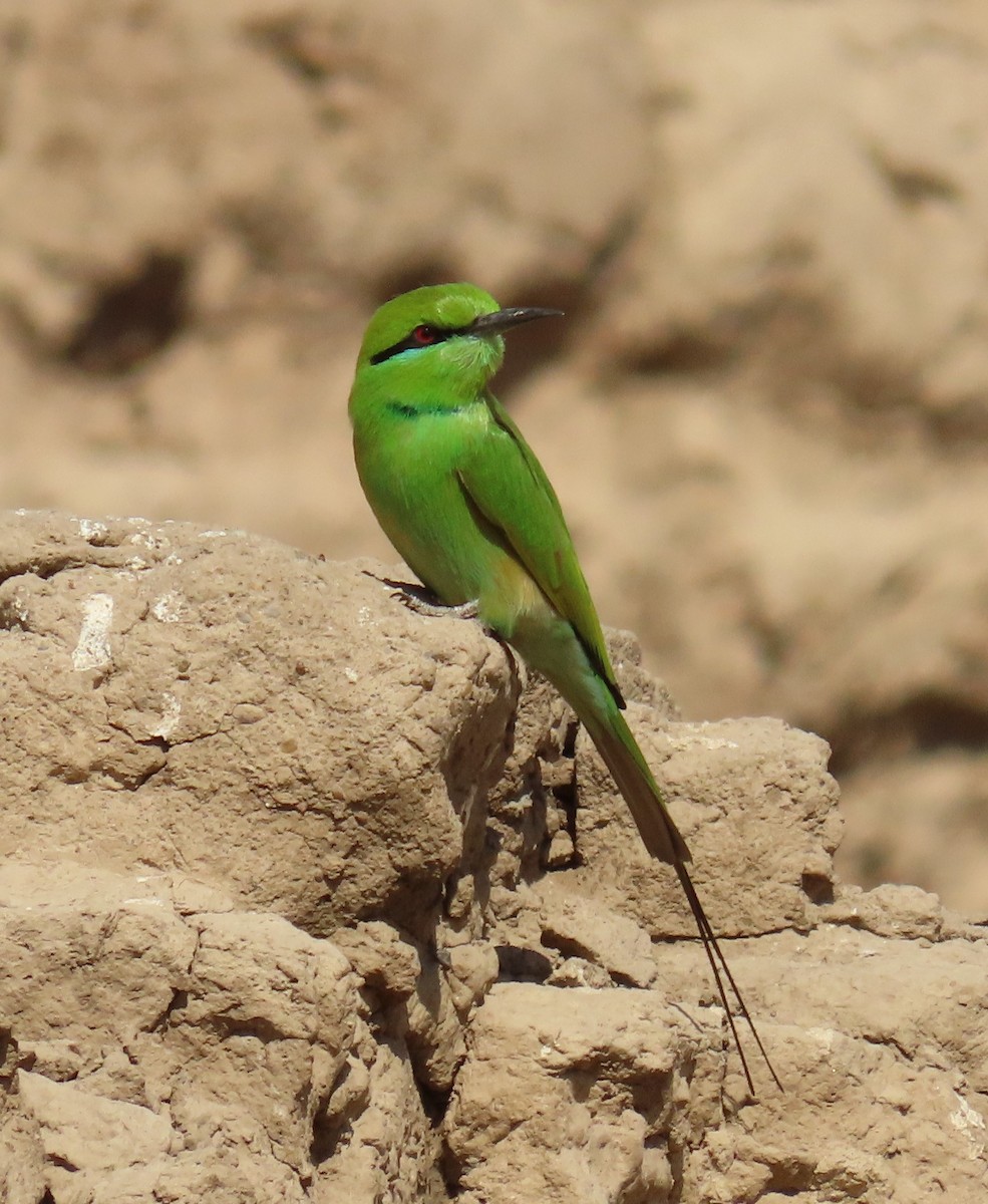African Green Bee-eater - ML634609132