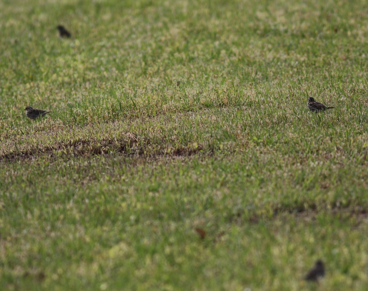 Savannah Sparrow - ML634609136