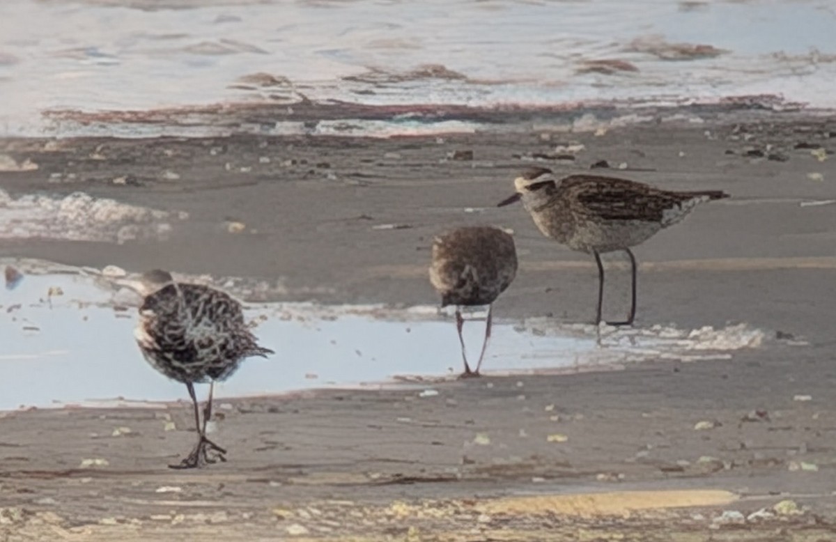 American Golden-Plover - ML634609154