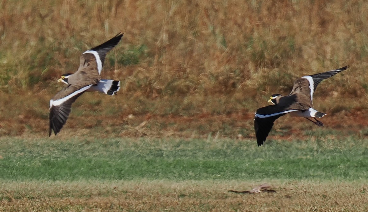 Banded Lapwing - ML634609319
