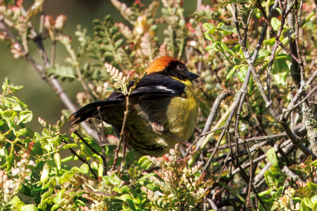 Yellow-breasted Brushfinch - ML634609332