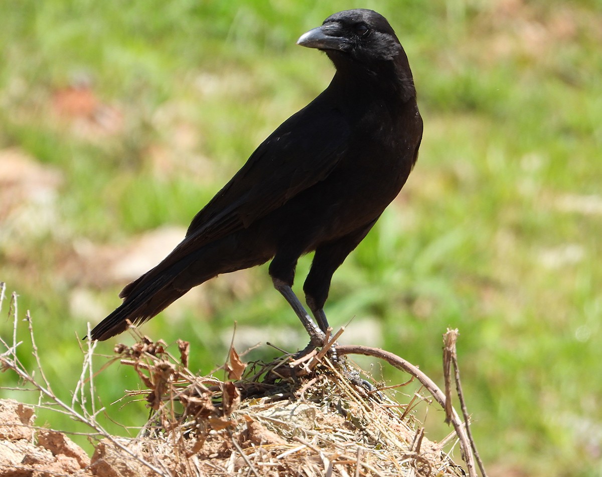 American Crow - ML634609364