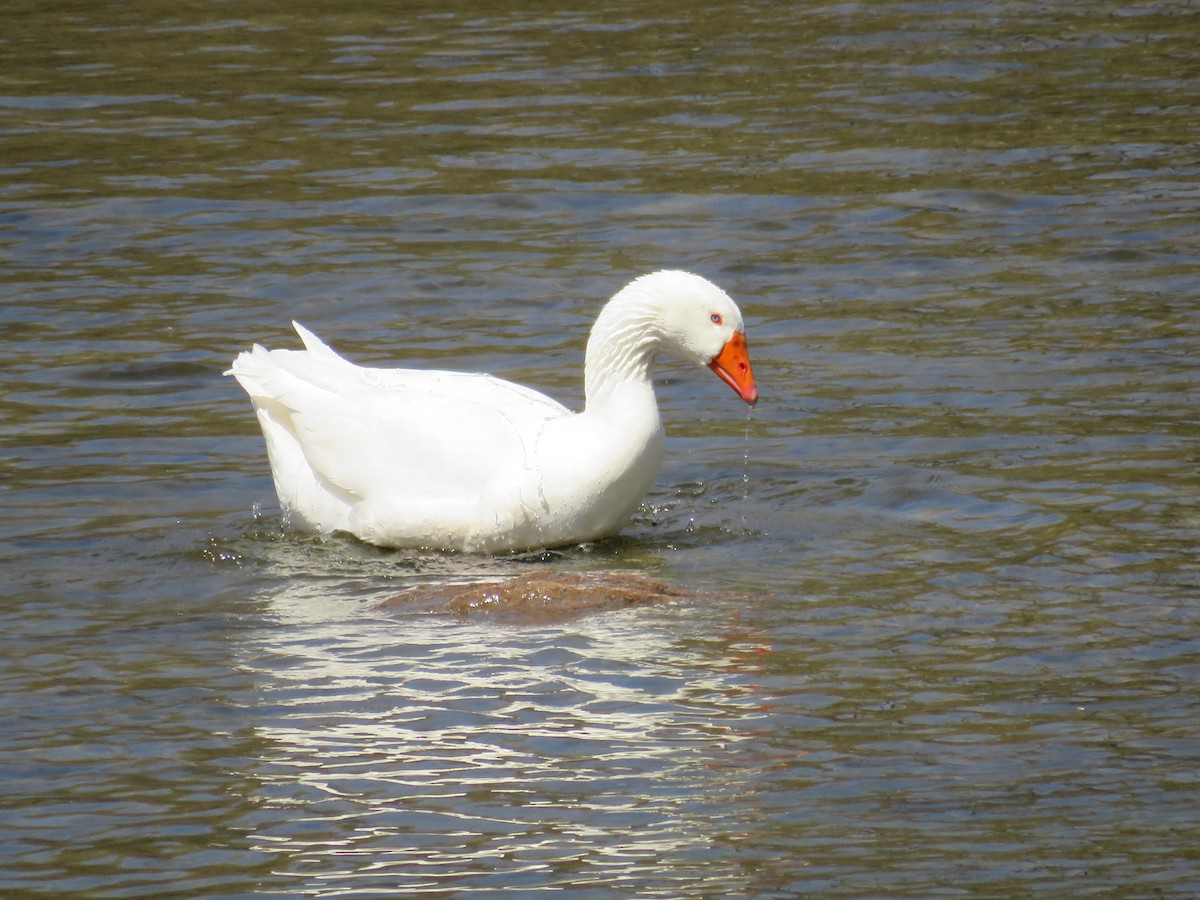 Domestic goose sp. (Domestic type) - ML634609443
