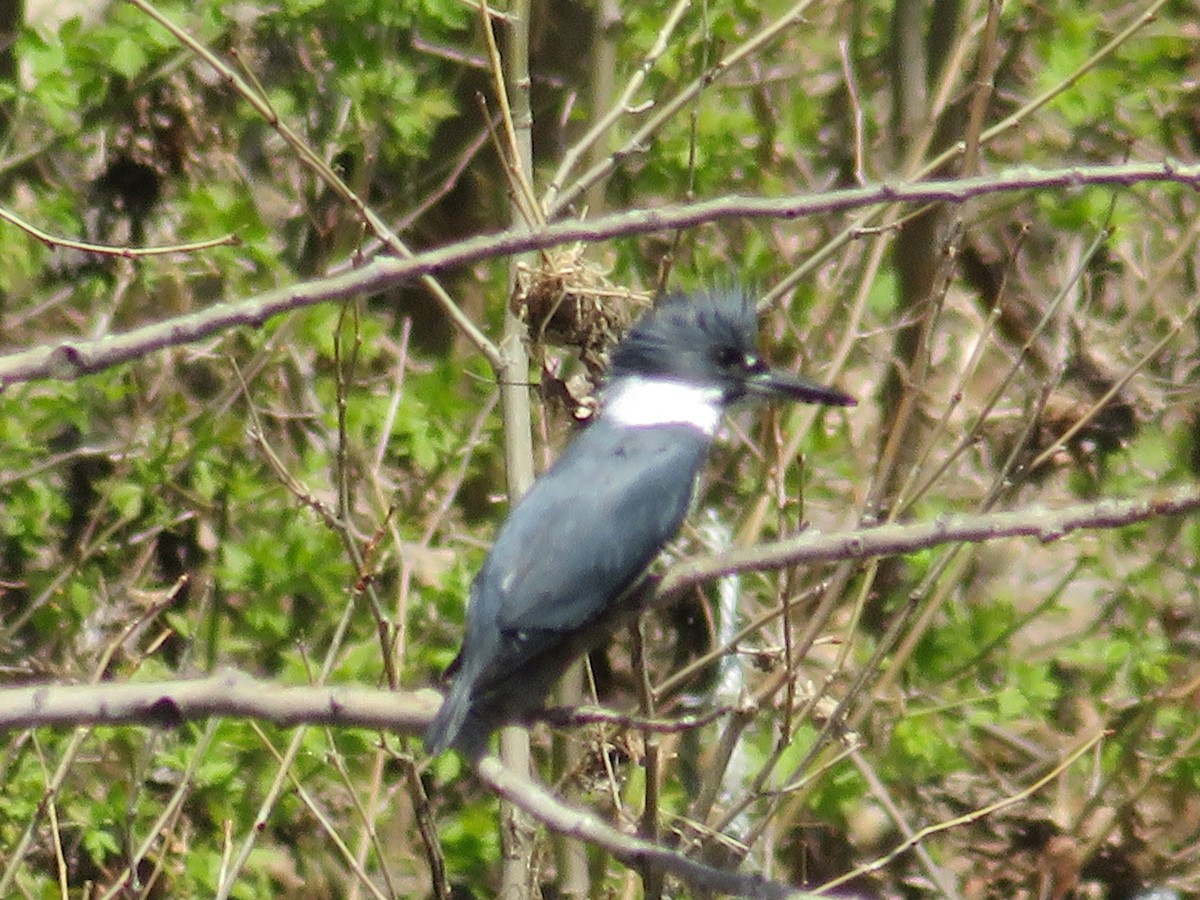 Belted Kingfisher - ML634609457