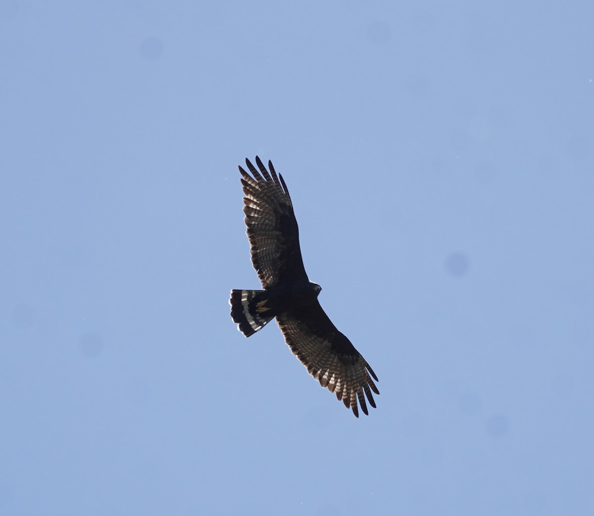 Zone-tailed Hawk - ML634609522