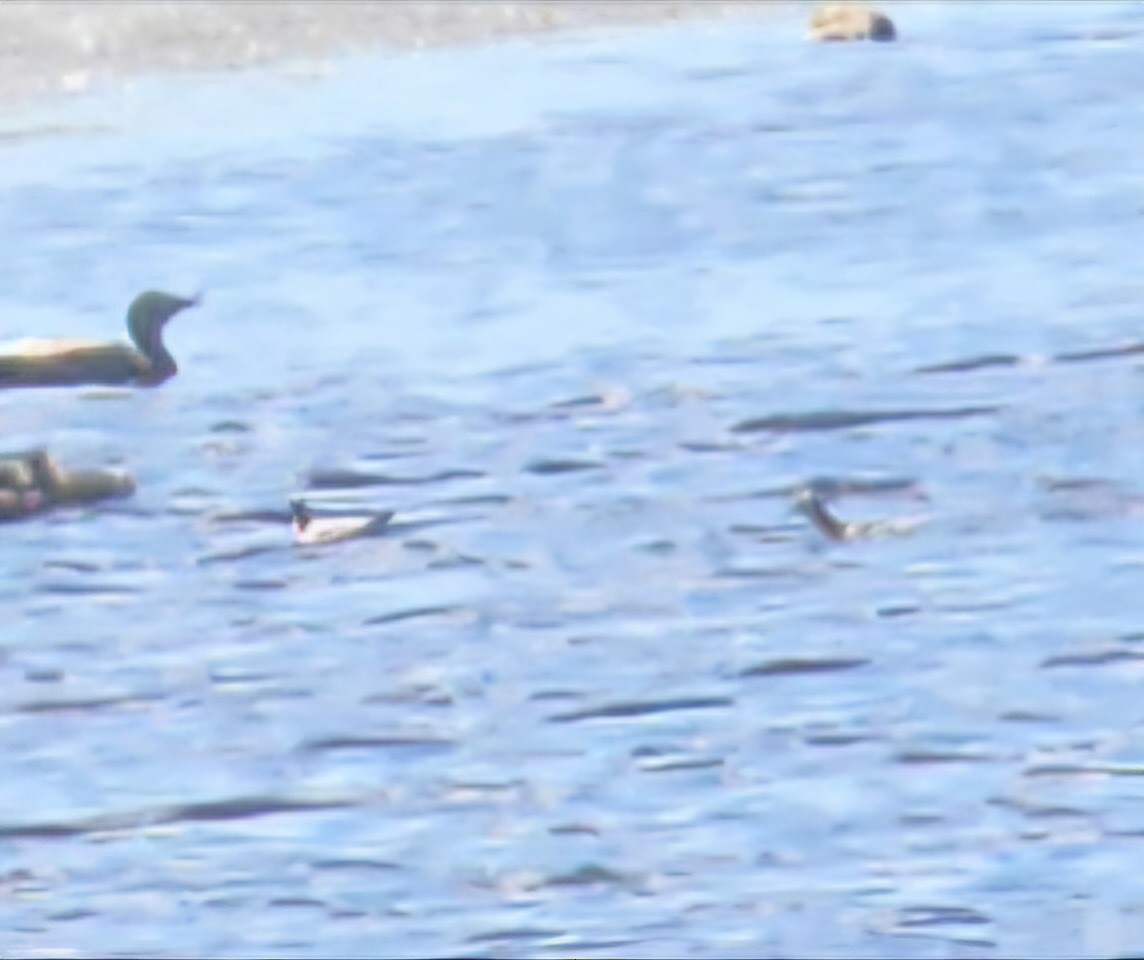 Wilson's Phalarope - ML634609534